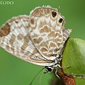 Leptotes plinius (Zebra Blue)<br />Canon EOS KDX (400D) + EFS60 F2.8